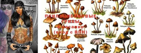амф Богданович